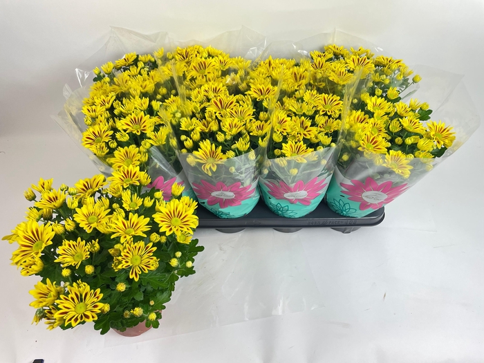 <h4>CHRYS RAINB LA WORTH</h4>