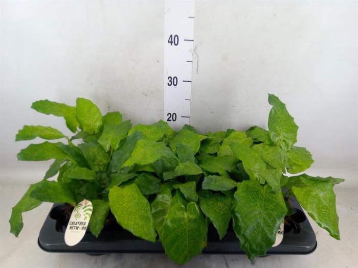 <h4>Planten   ... L%</h4>