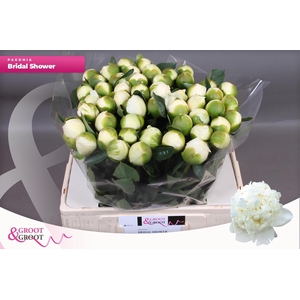 PAEO L BRIDAL SHOWER