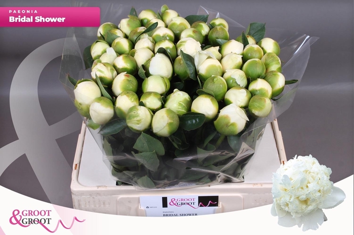 <h4>PAEO L BRIDAL SHOWER</h4>