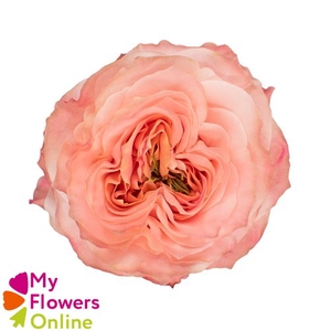 R Gr Princess Crown Peach 50cm EC