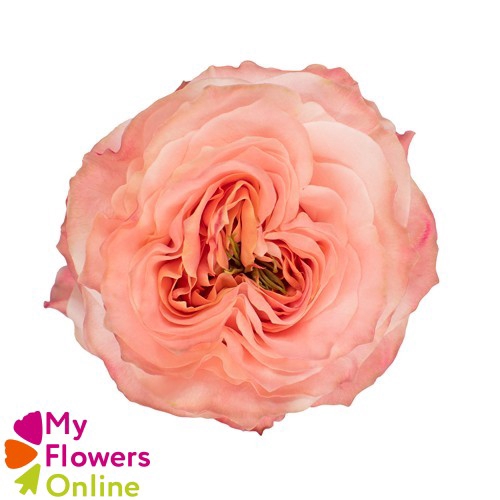 <h4>R Gr Princess Crown Peach 50cm EC</h4>