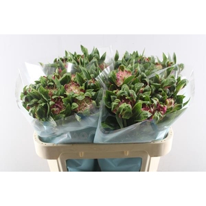 Alstr Sofiena (roze)