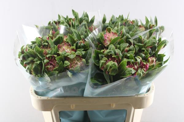 <h4>Alstr Sofiena (roze)</h4>