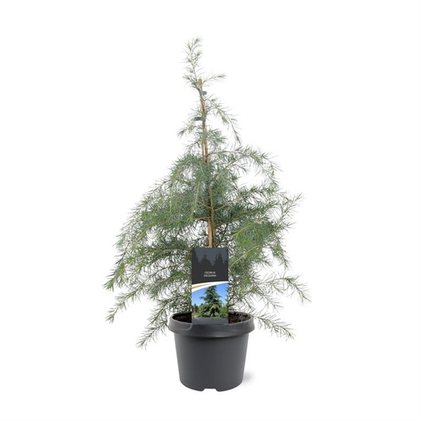 <h4>Cedrus deodara</h4>