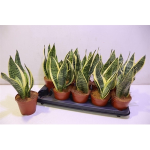 Sansev Futura Superb