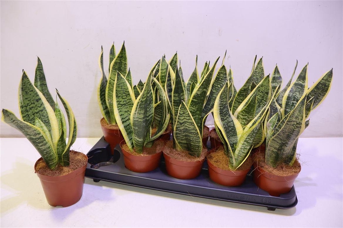 <h4>arr8 Sansev Futura Superb</h4>