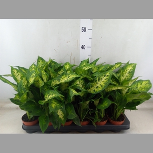 Dieffenbachia  'Compacta'