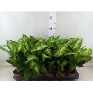 Dieffenbachia  'Compacta'