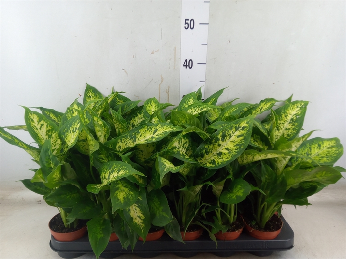 <h4>Dieffenbachia  'Compacta'</h4>