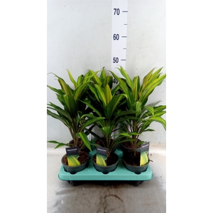 Cordyline fruti. 'Kiwi'