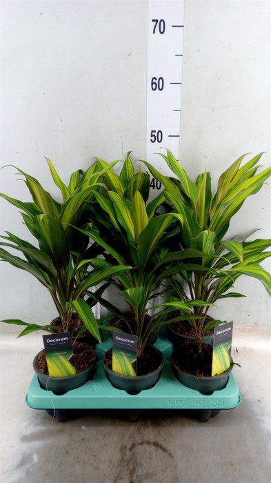 <h4>Cordyline fruti. 'Kiwi'</h4>