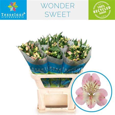 <h4>Alstr Wonder Sweet</h4>