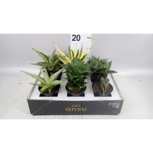 Sansevieria   ...