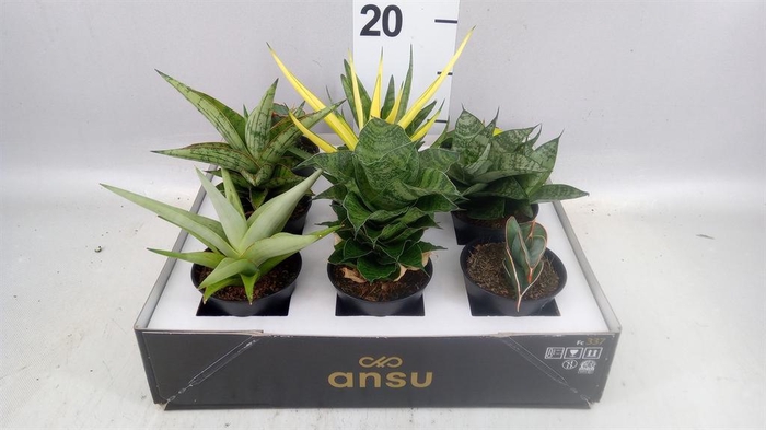<h4>Sansevieria   ...</h4>