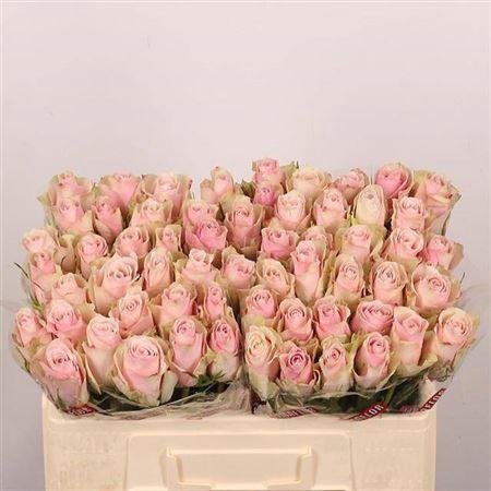 <h4>R Gr Pink Athena</h4>