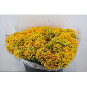 Ran Ponpon Sup Trilly