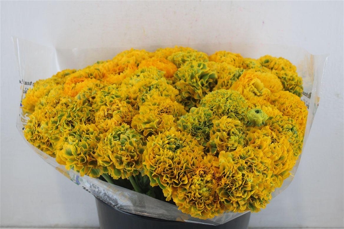 <h4>Ran Ponpon Sup Trilly</h4>