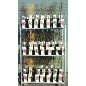 Acer mix P19 Full CC 5/8 species