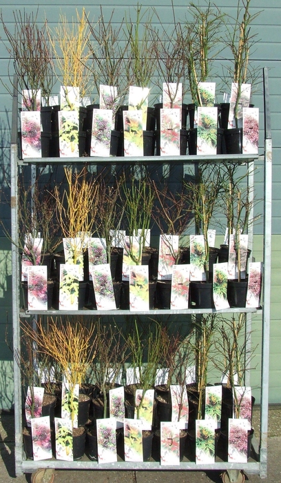 Acer mix P19 Full CC 5/8 species