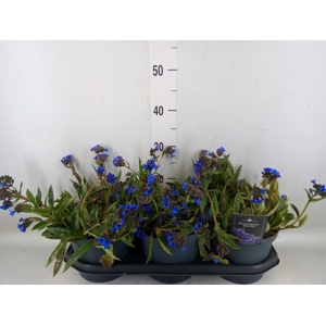 Pulmonaria  'Miss Elly'