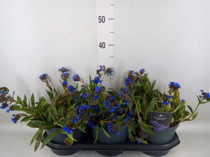 <h4>Pulmonaria  'Miss Elly'</h4>