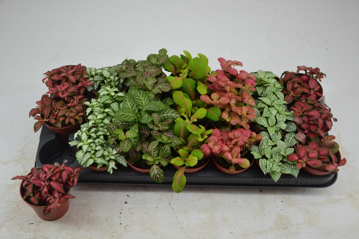 <h4>FITT GEM 7 KL</h4>