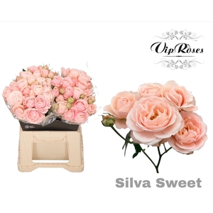 R Tr Silva Sweet+