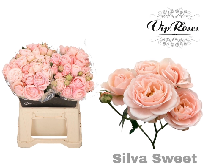 <h4>R Tr Silva Sweet+</h4>