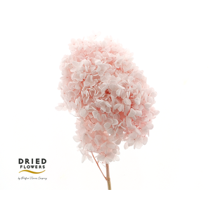 Dried Bleached Hydrangea Tower Light Pink XXL