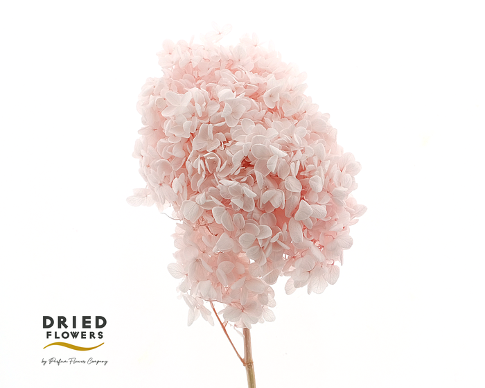 <h4>Dried Bleached Hydrangea Tower Light Pink XXL</h4>