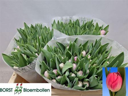 <h4>Tu Du Voque</h4>