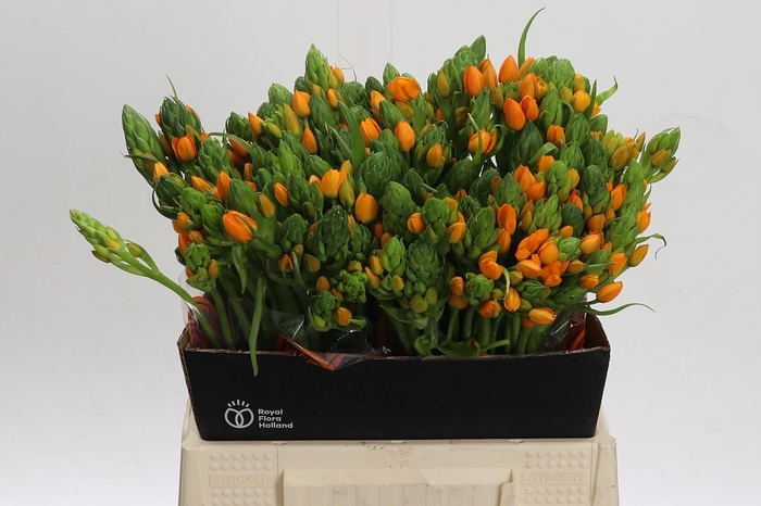 <h4>Ornithogalum Dubium Sunshine</h4>