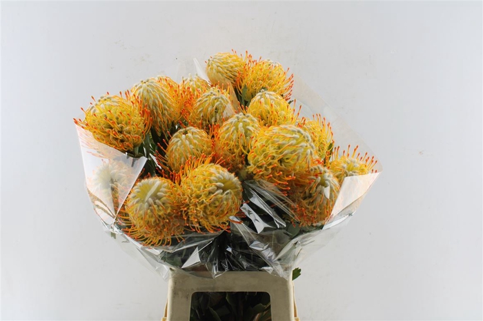 <h4>Leuco Co Goldie</h4>