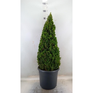 Buxus semp.   ...