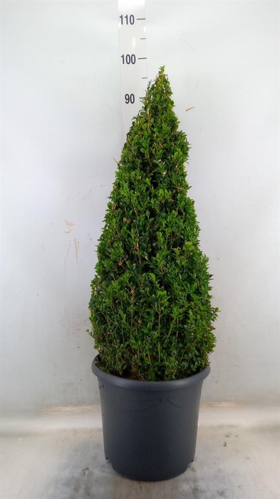 <h4>Buxus semp.   ...</h4>
