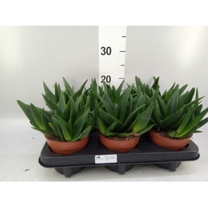 Haworthia pumila 'West Jogoo'