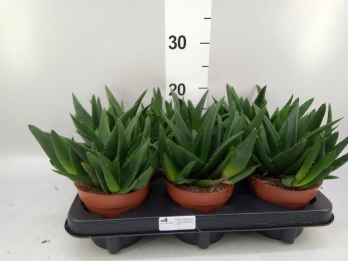 <h4>Haworthia pumila 'West Jogoo'</h4>