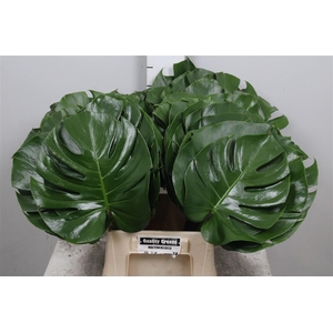 Monstera Blad 27cm Ø