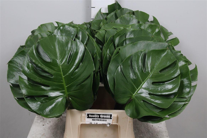 <h4>Monstera Blad 27cm Ø</h4>