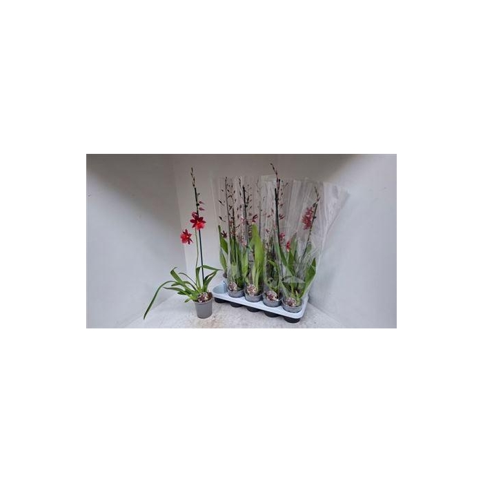 <h4>Cambria Grp Gem</h4>