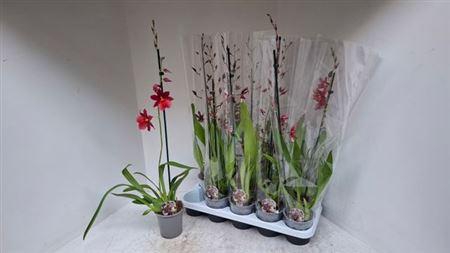 Cambria Grp Gem 1 Branche