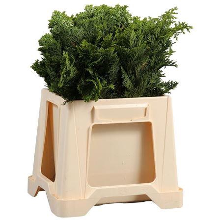 <h4>Chamaecyparis obt Nana Gracilis pb</h4>