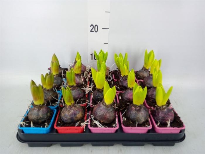 <h4>Hyacinthus orie.   ...mix 4</h4>