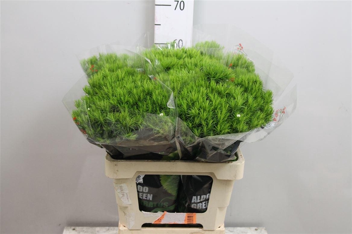 <h4>Di Barb Aldo Green</h4>