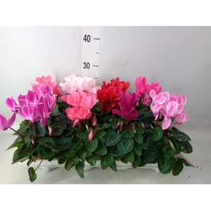 Cyclamen MD   ...patio