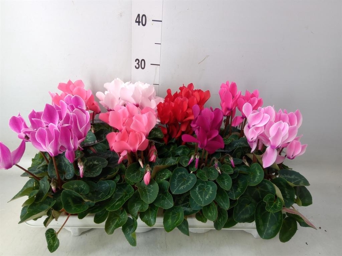 <h4>Cyclamen MD   ...patio</h4>