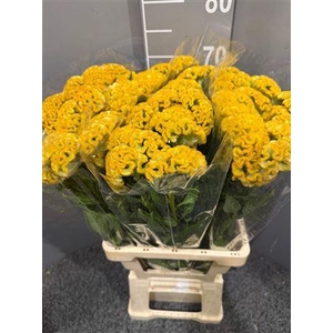 Celosia Act Inca