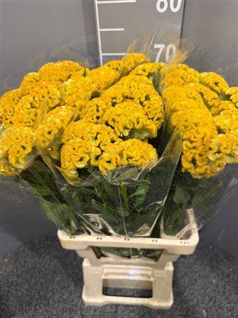 <h4>Celosia Act Inca</h4>
