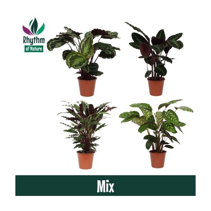 <h4>Calathea 19cm gemengd - Rhythm of Nature zonder hoes</h4>